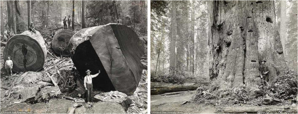 Kanadští dřevorubci na přelomu 19. a 20. století. Tloušťka kmenů, 6 metrů a stáří stromů 1500 let!